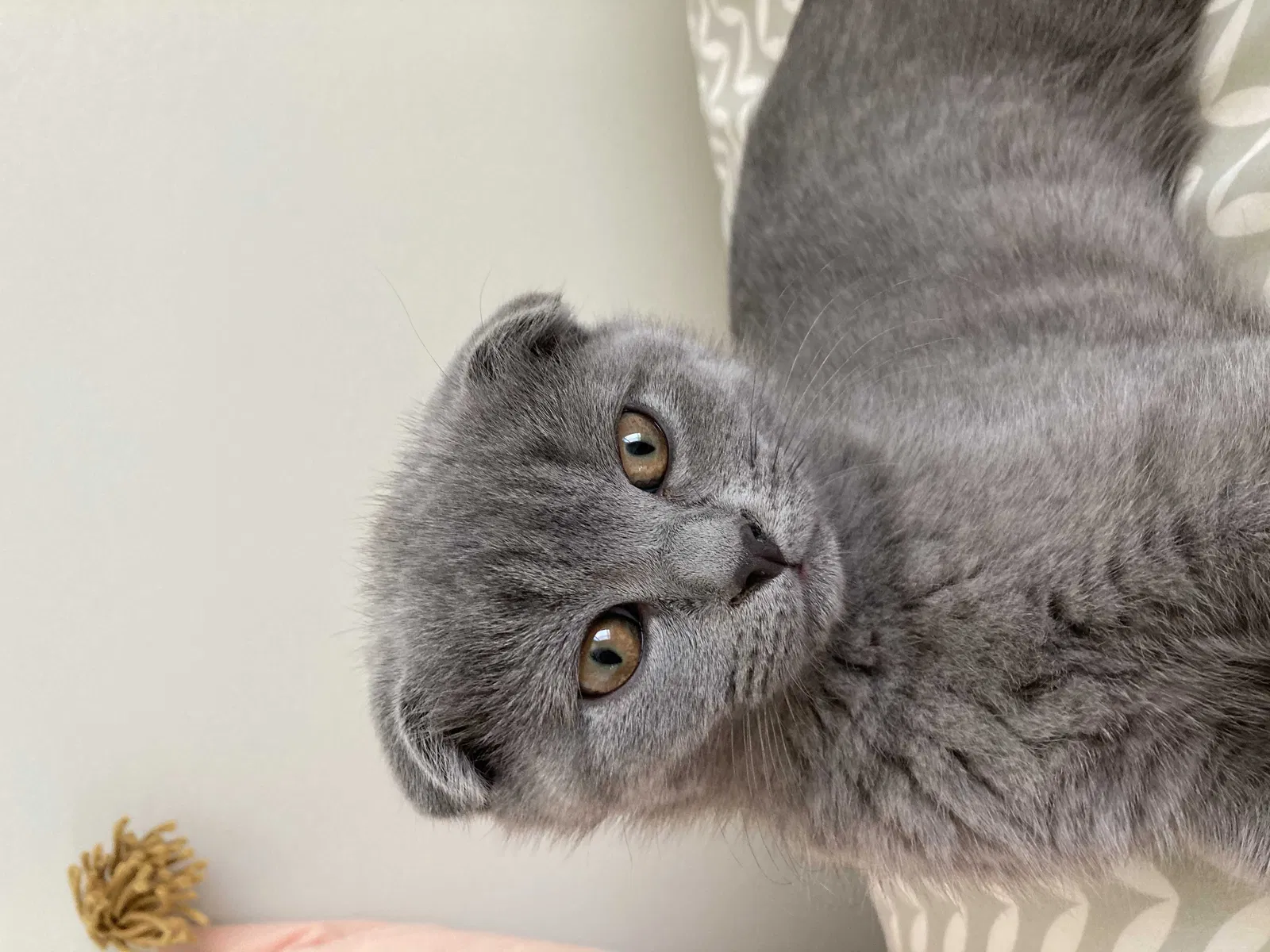 Lost cat in Syracuse, UT, 84075