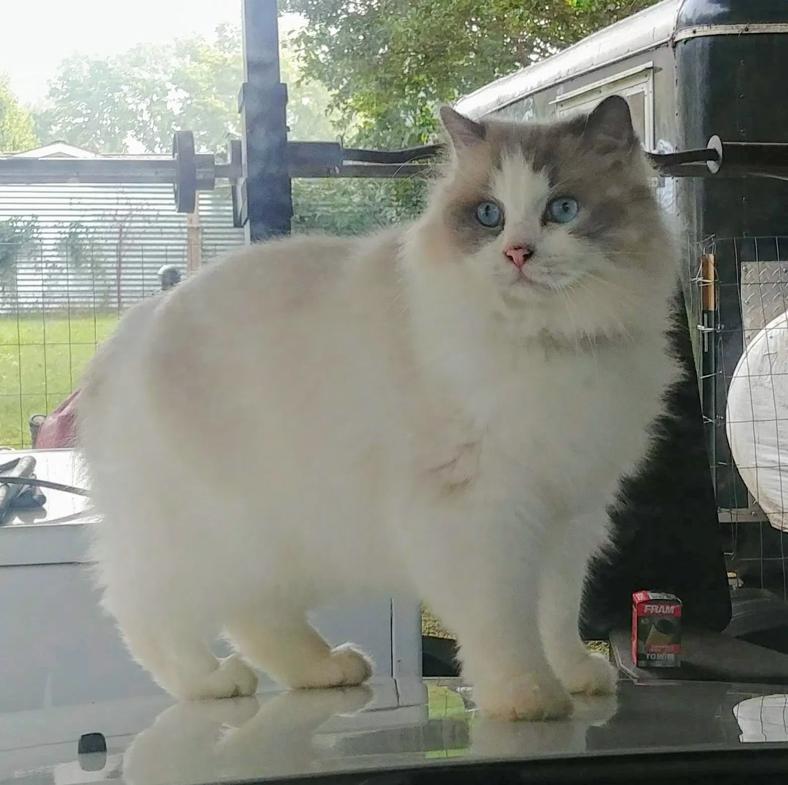 Lost cat in Charlotte, NC, 28205