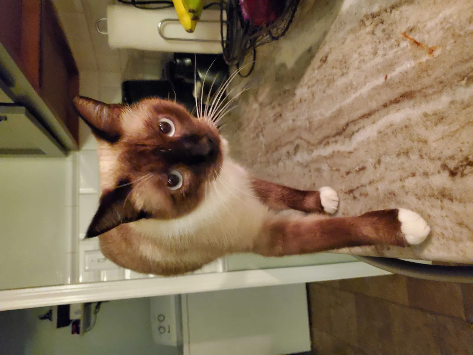 Lost cat in Semmes, AL, 36575