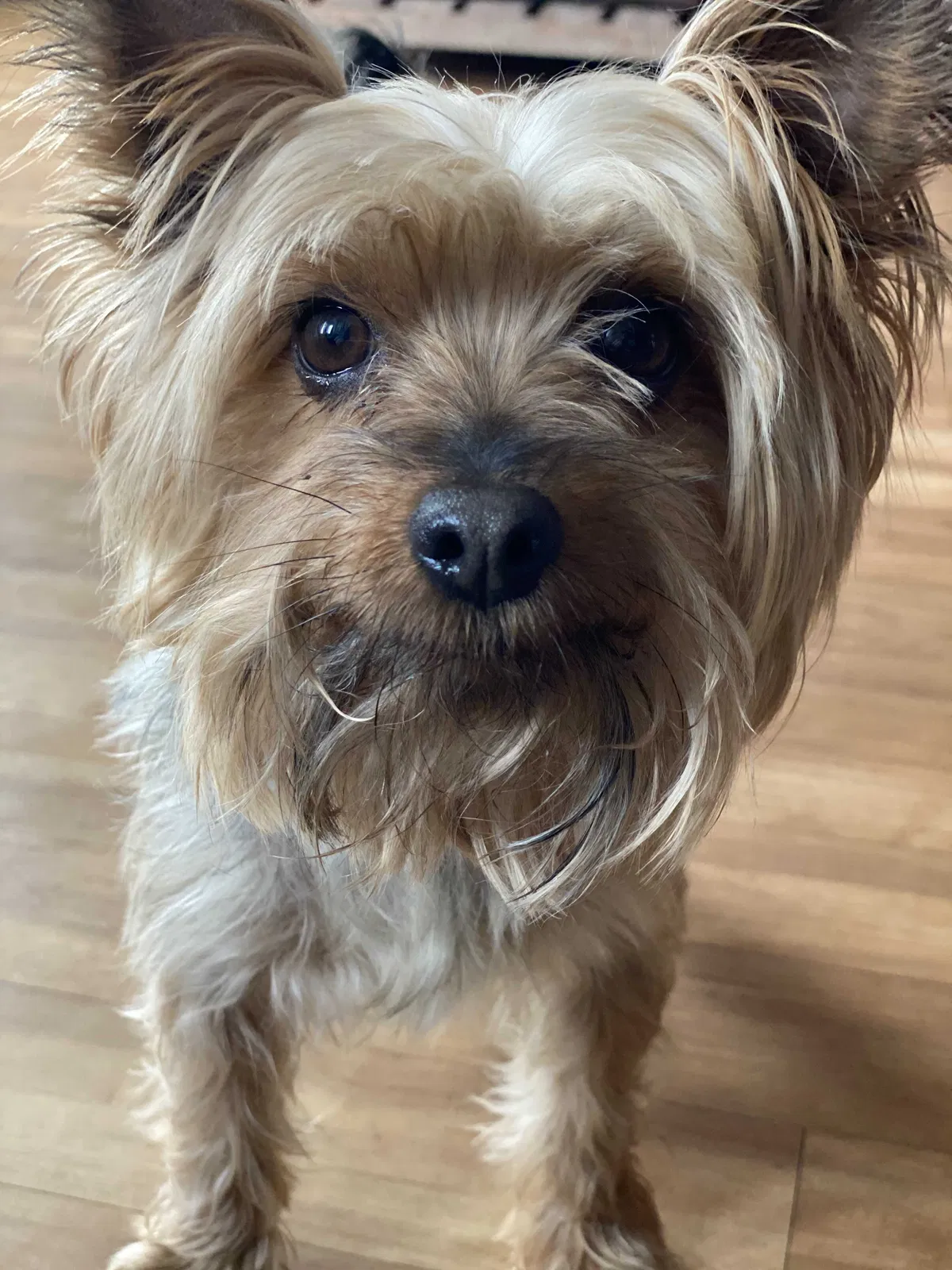 Lost dog in Selma, CA, 93662