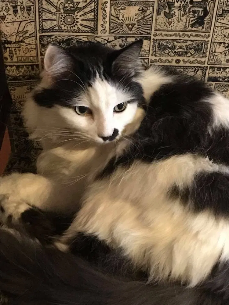 Lost cat in Phoenix, AZ, 85027