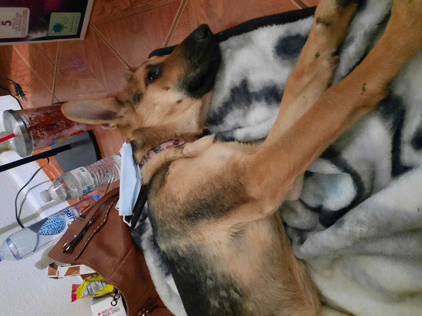 Lost dog in Sacramento, CA, 95820