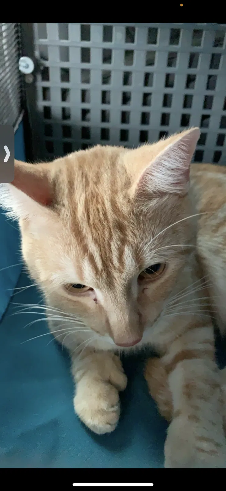 Lost cat in Tyler, TX, 75701