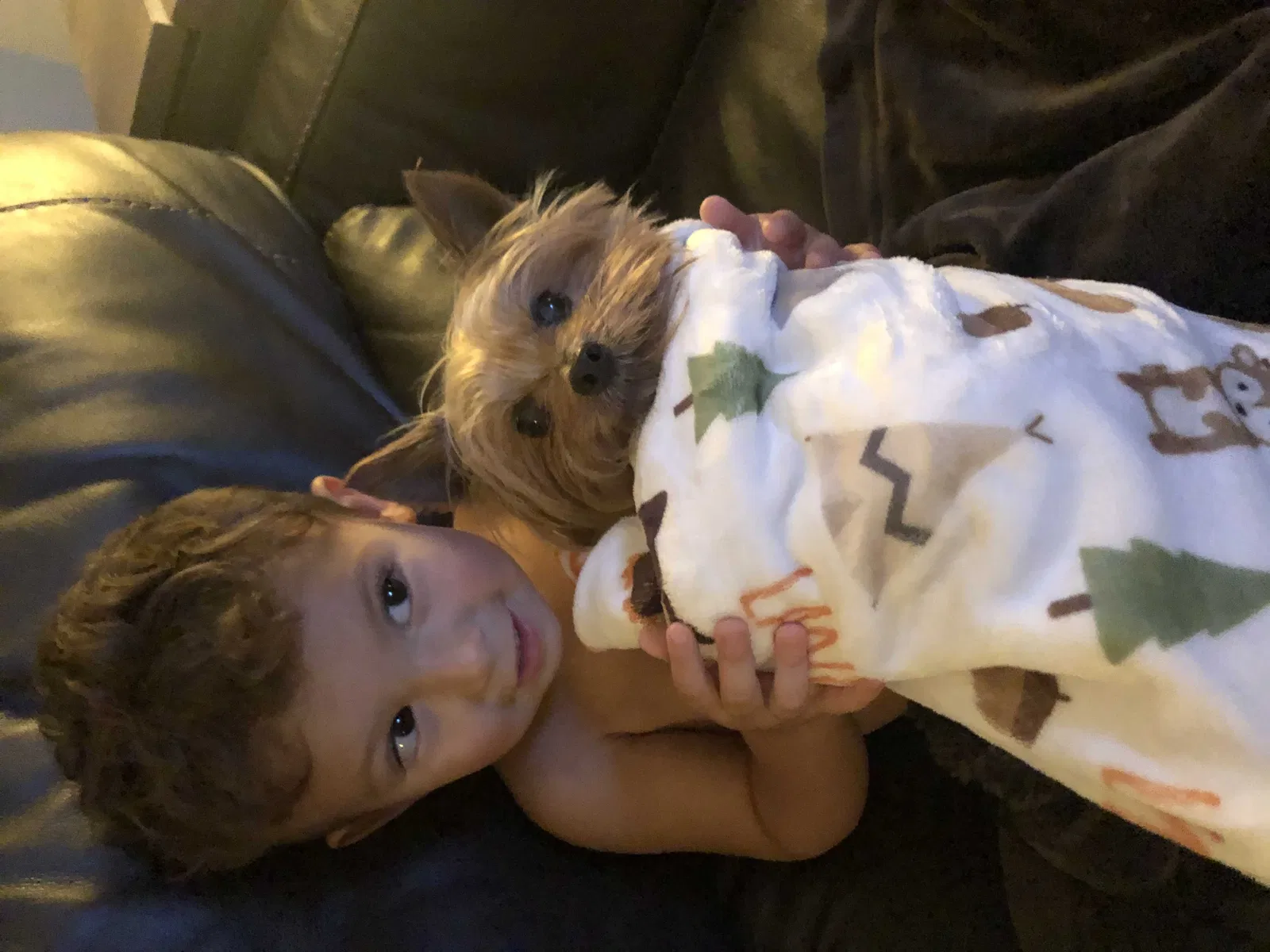 Lost dog in Fort Worth, TX, 76112