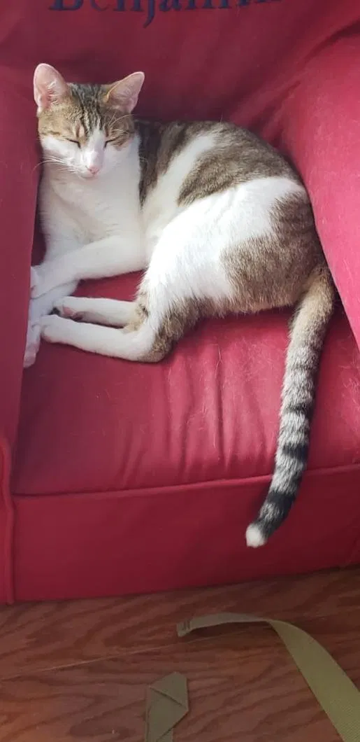 Lost cat in Winter Garden, FL, 34787