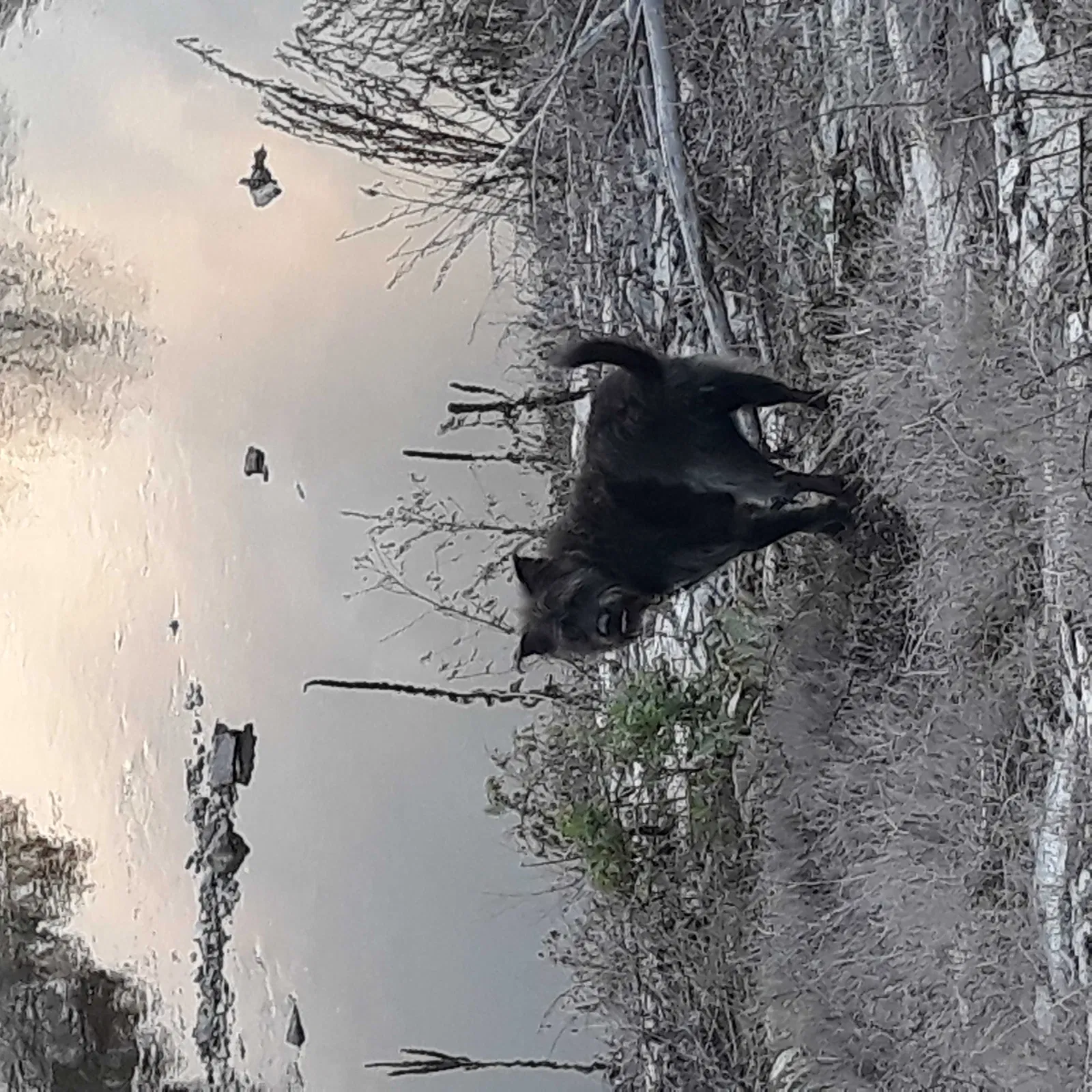 Lost dog in Collinsville, IL, 62234