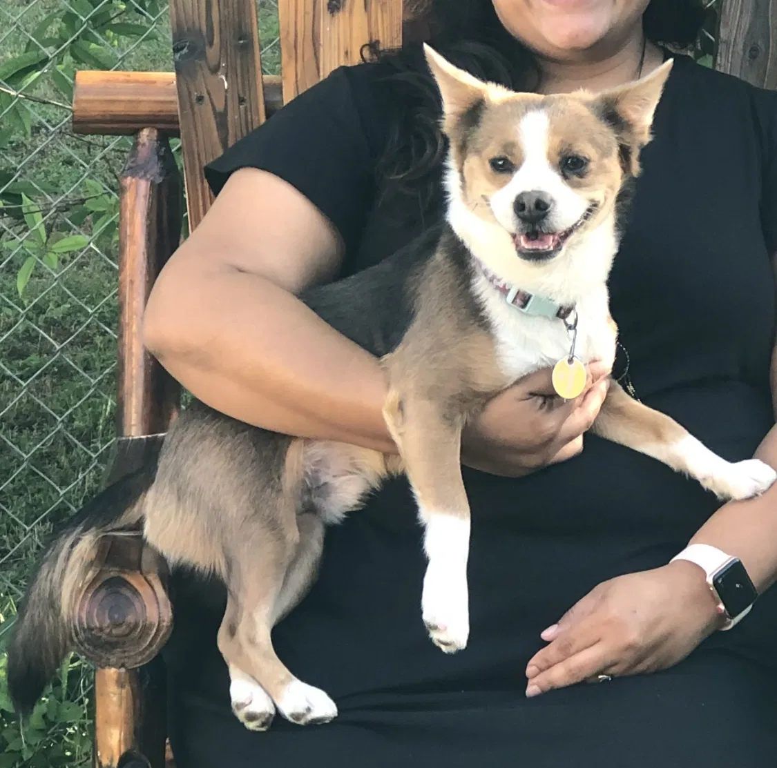 Lost dog in Temple, TX, 76502