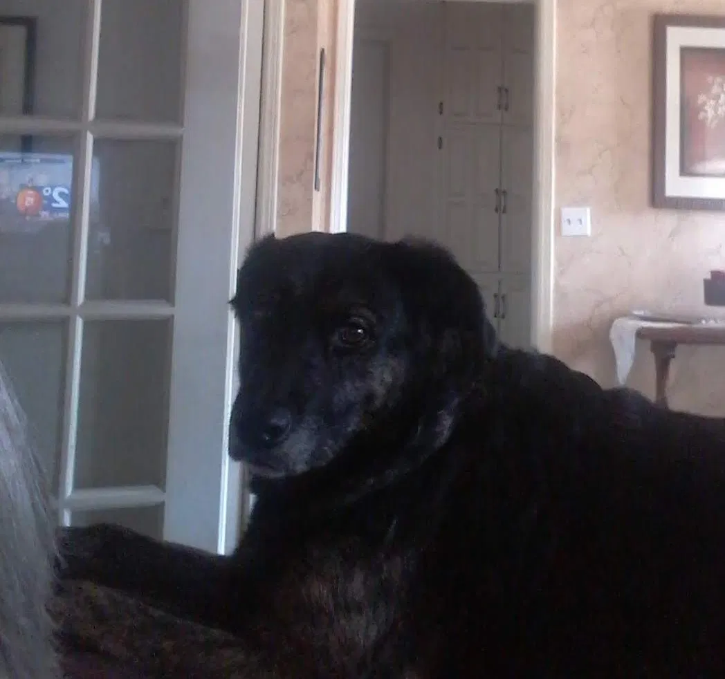 Lost dog in Tulsa, OK, 74108