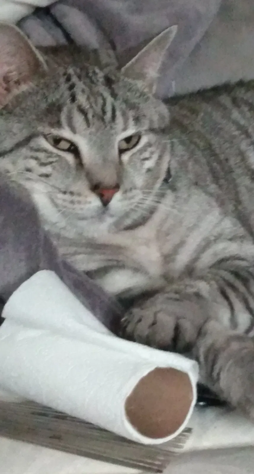 Lost cat in Saint Louis, MO, 63118