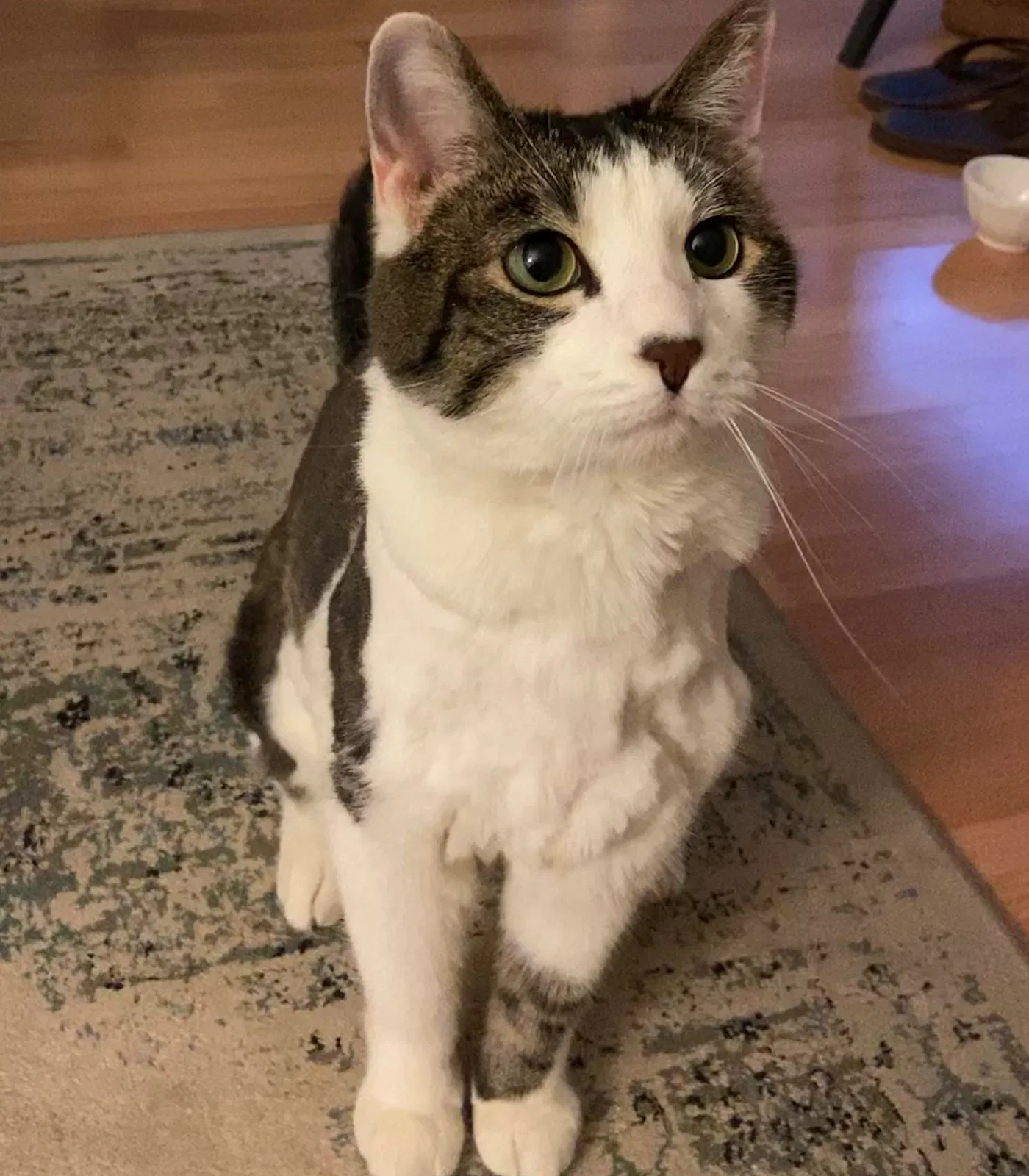 Lost cat in Mountain View, CA, 94043
