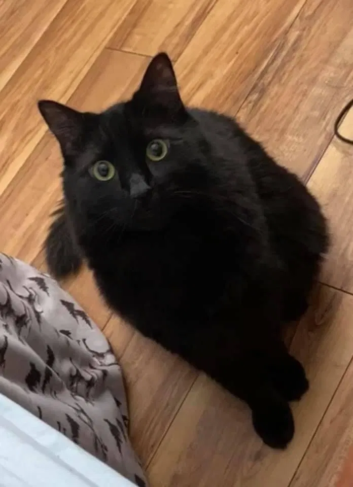 Lost cat in College Station, TX, 77845