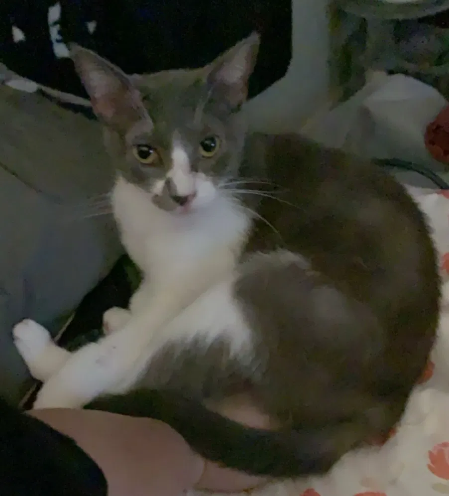 Lost cat in Irvine, CA, 92604