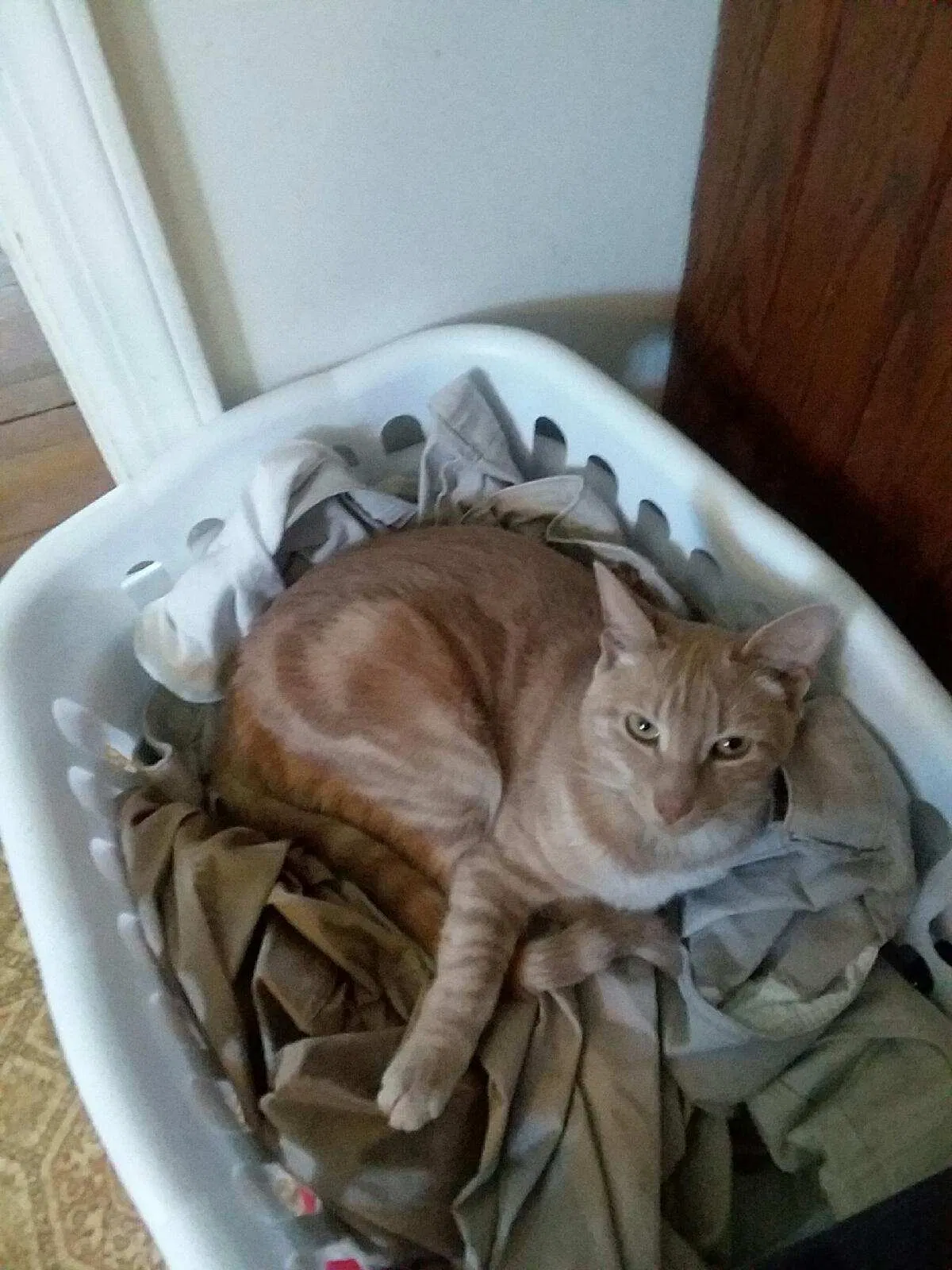 Lost cat in Milltown, NJ, 8850