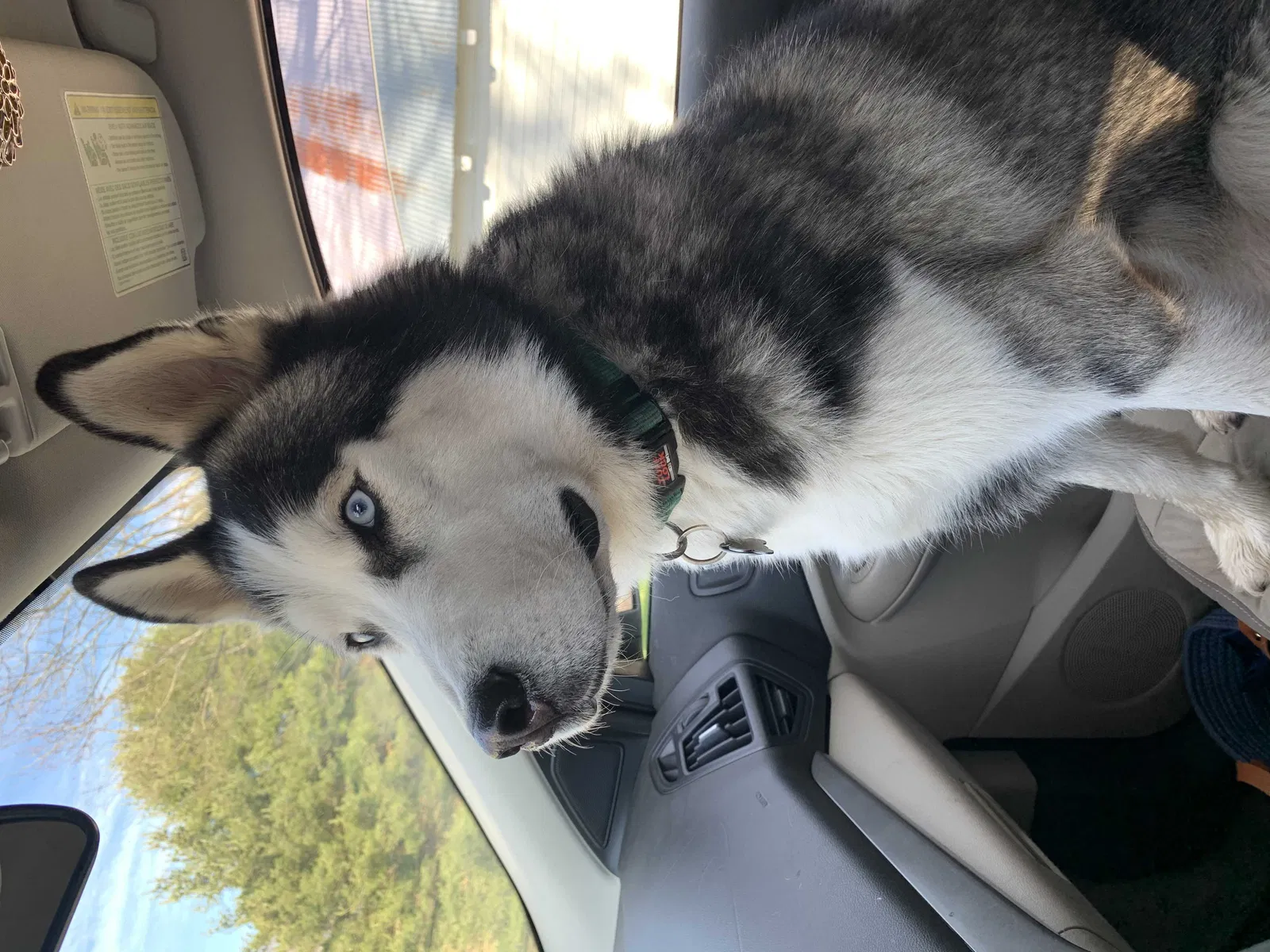 Lost dog in Rockbridge, OH, 43149
