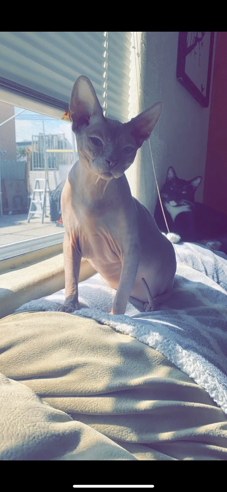 Lost cat in San Diego, CA, 92104
