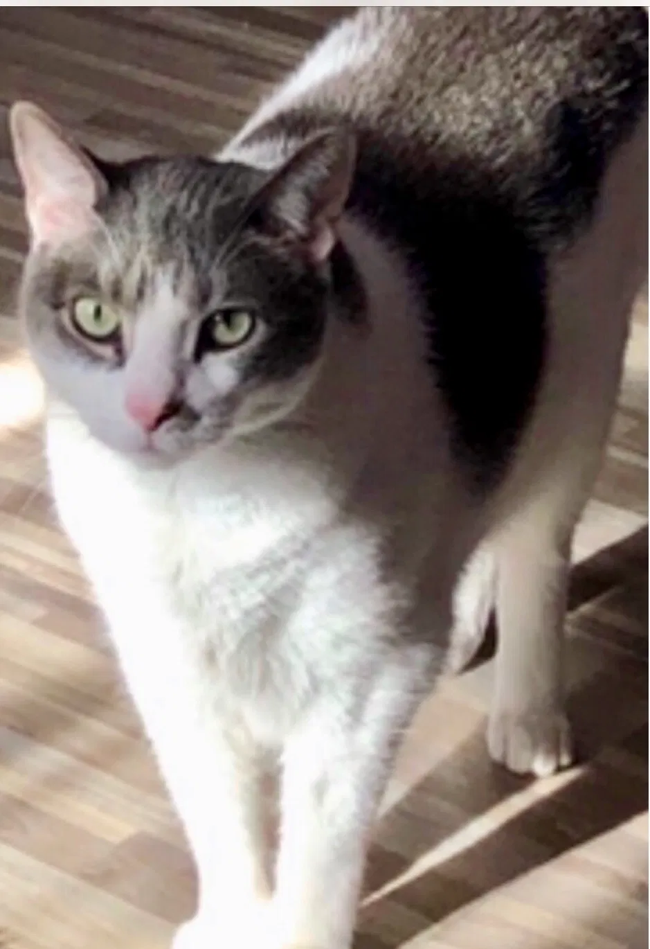 Lost cat in Baldwin, NY, 11510