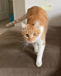 Lost cat in Hayward, CA, 94545