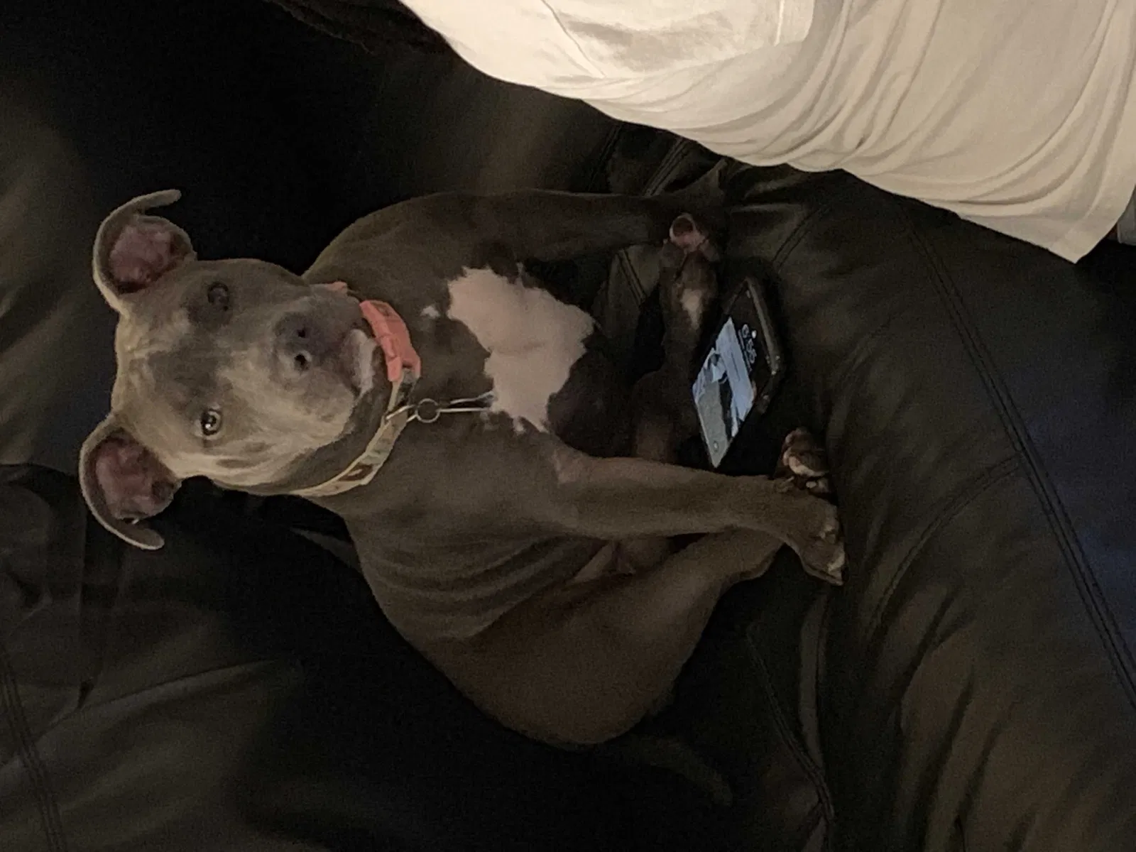 Lost dog in New Orleans, LA, 70128