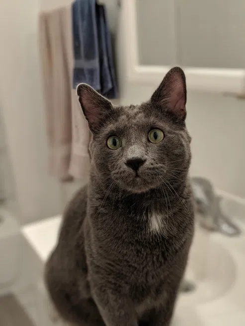 Lost cat in Chicago, IL, 60615