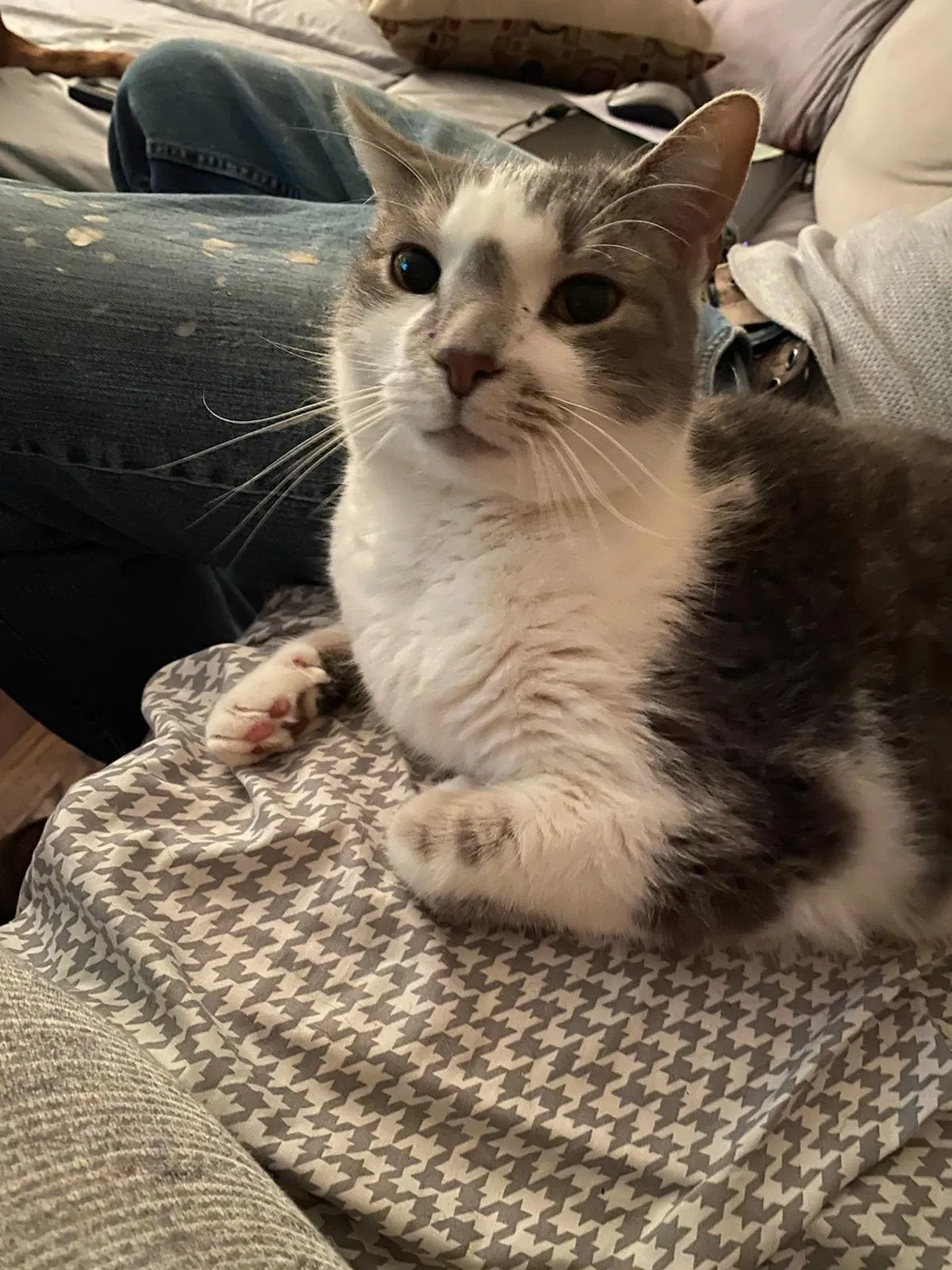 Lost cat in Toms River, NJ, 8753