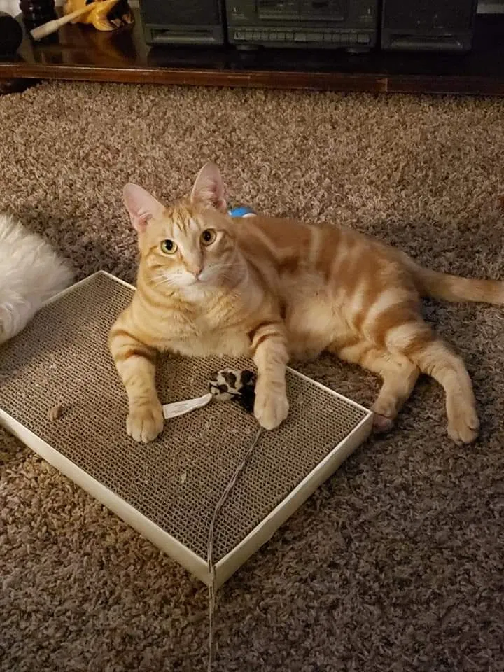 Lost cat in Spokane, WA, 99205