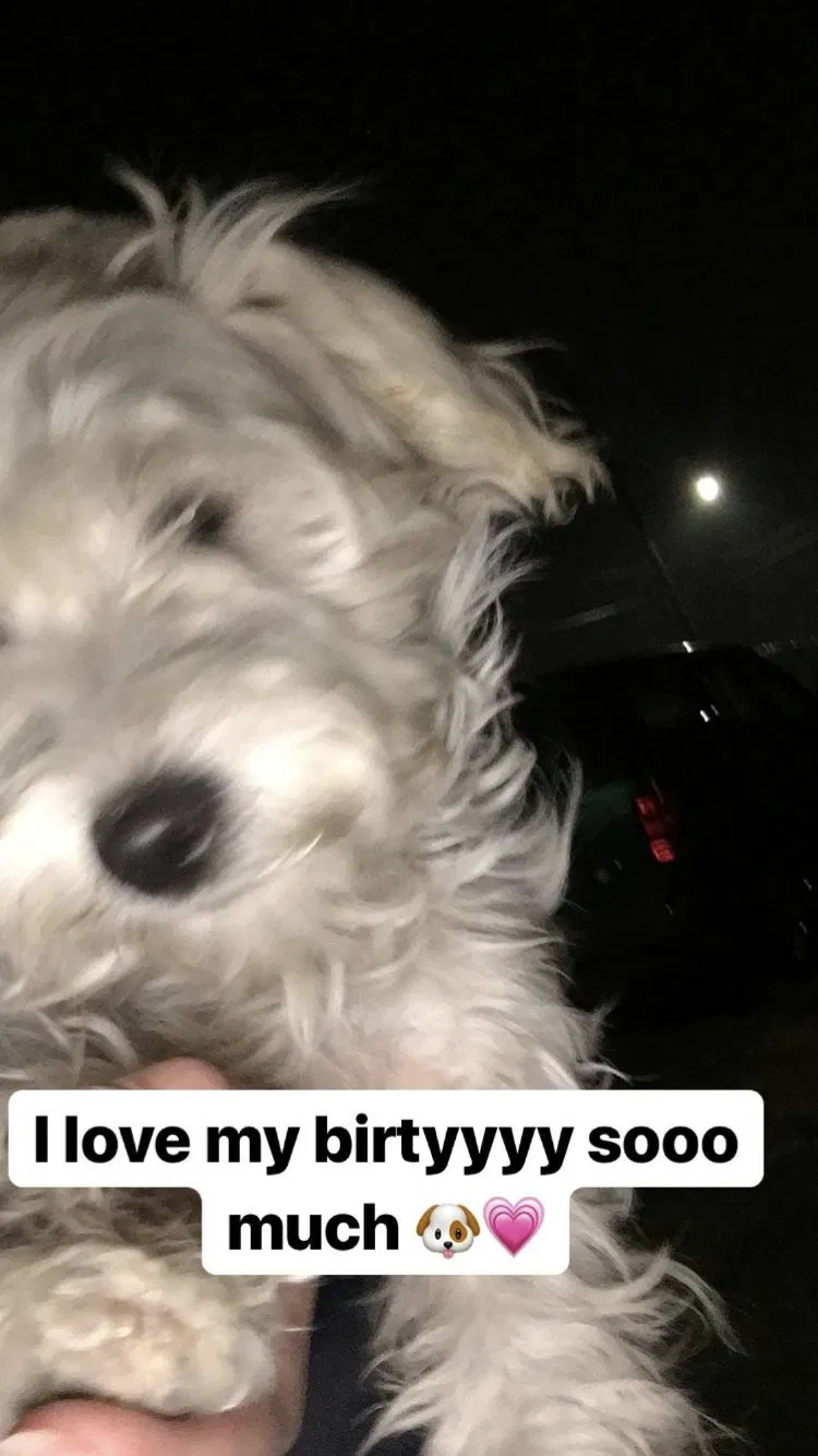 Lost dog in Oakland, CA, 94605