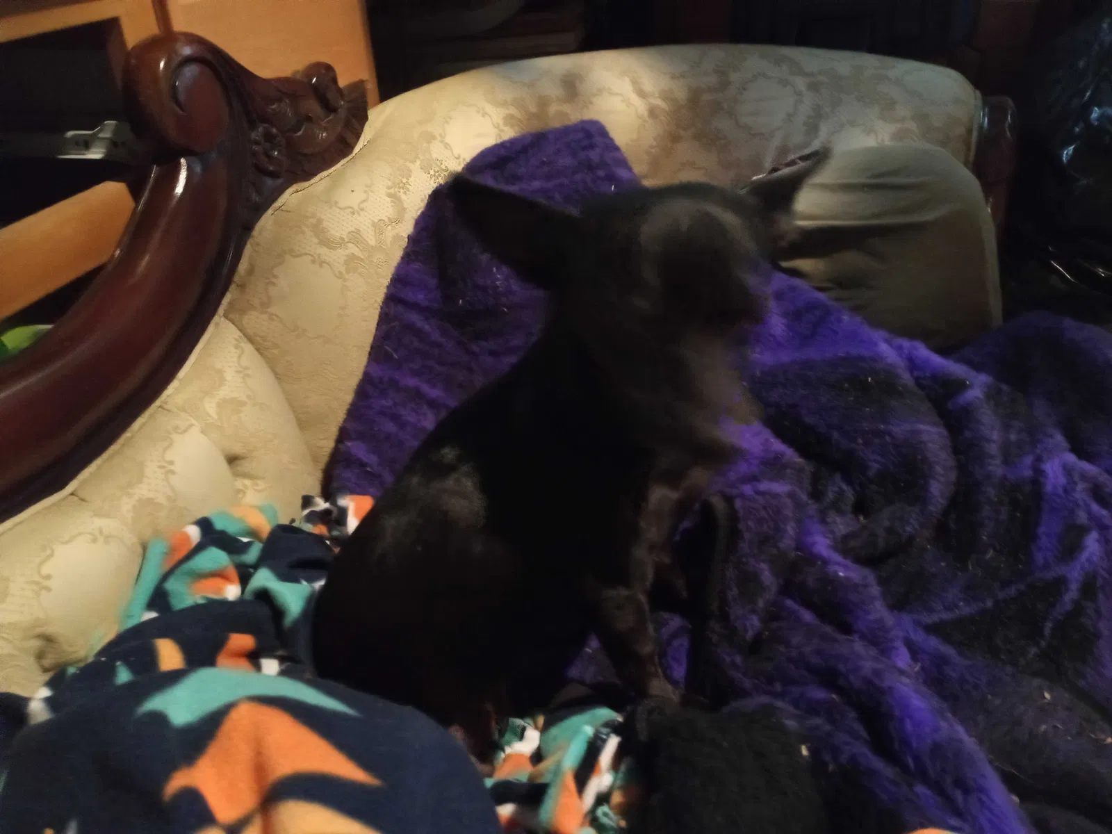 Lost dog in Turlock, CA, 95380