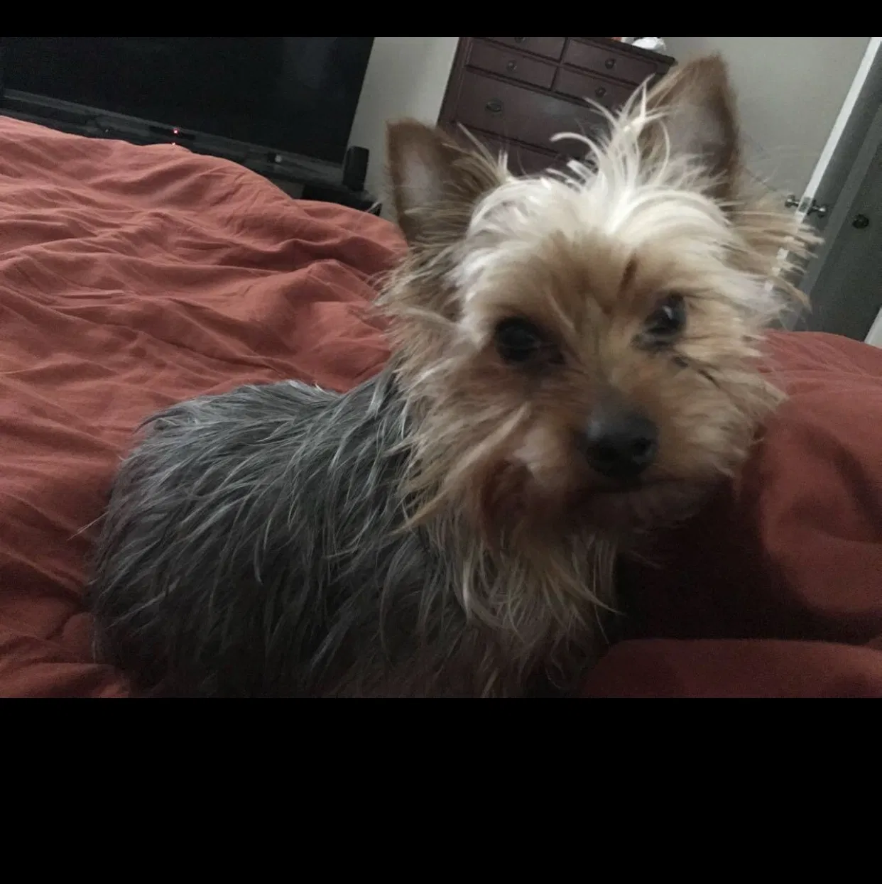 Lost dog in Durham, NC, 27712