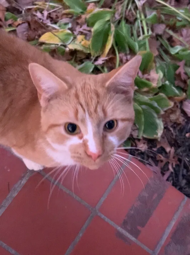 Found cat in Clarksville, TN, 37040
