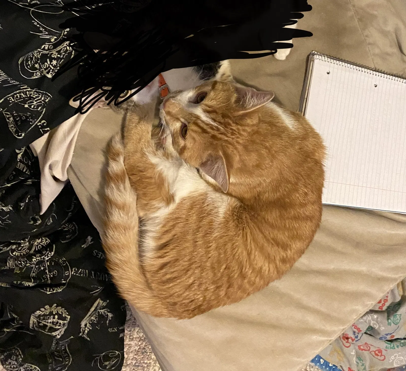 Lost cat in Payson, UT, 84651