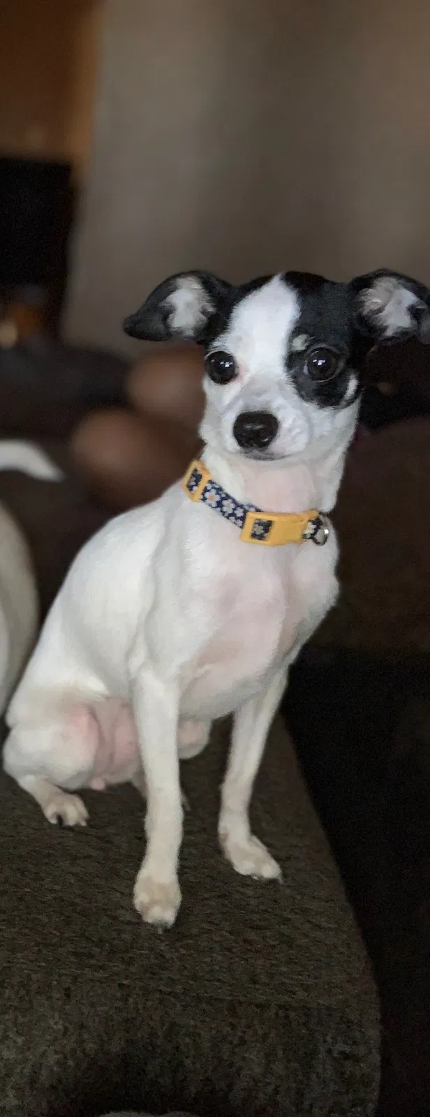 Lost dog in Phoenix, AZ, 85033