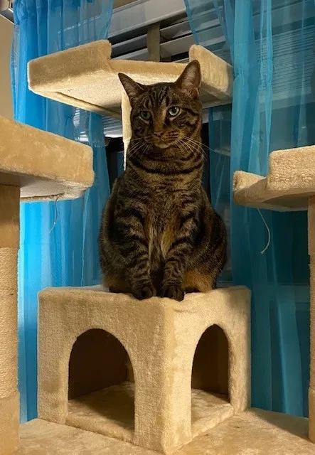 Lost cat in Powell, OH, 43065