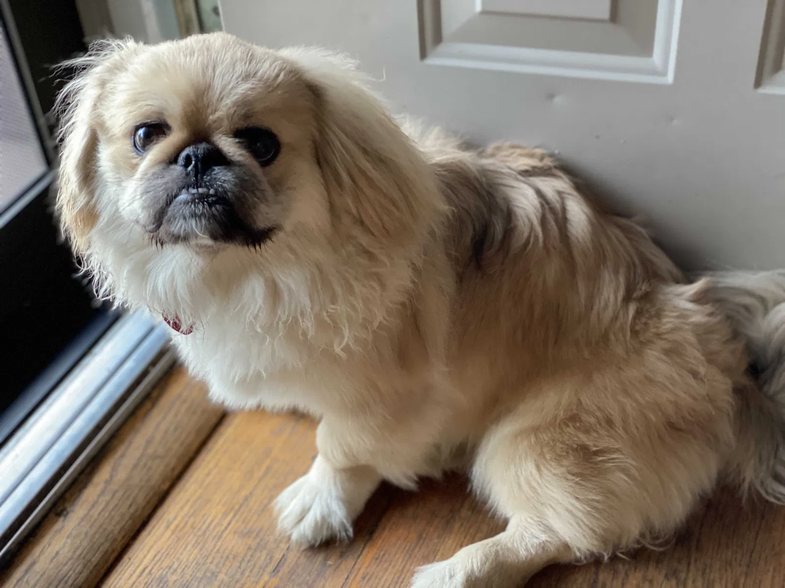 Lost dog in Fresno, CA, 93702