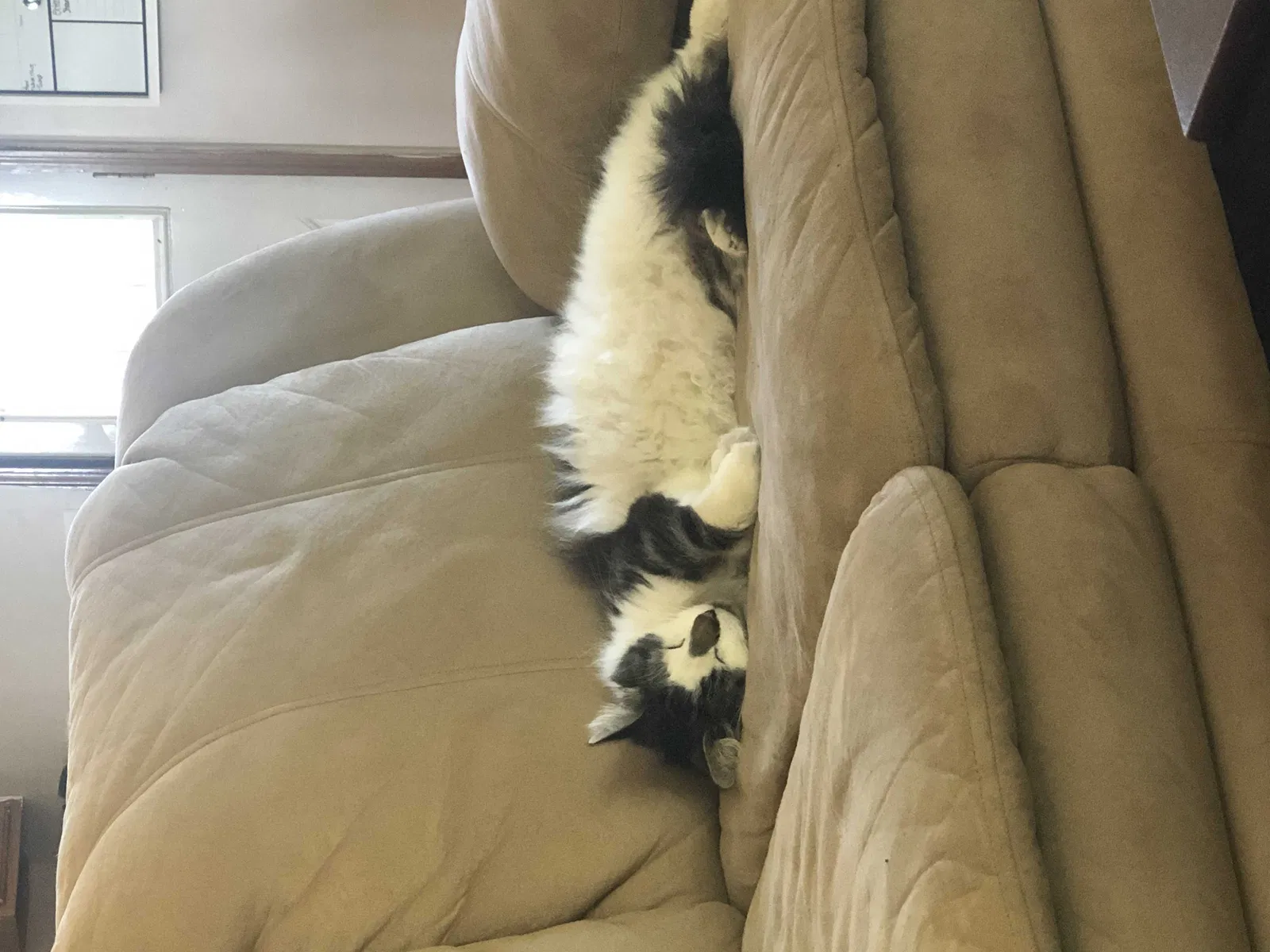 Lost cat in Attleboro, MA, 2703