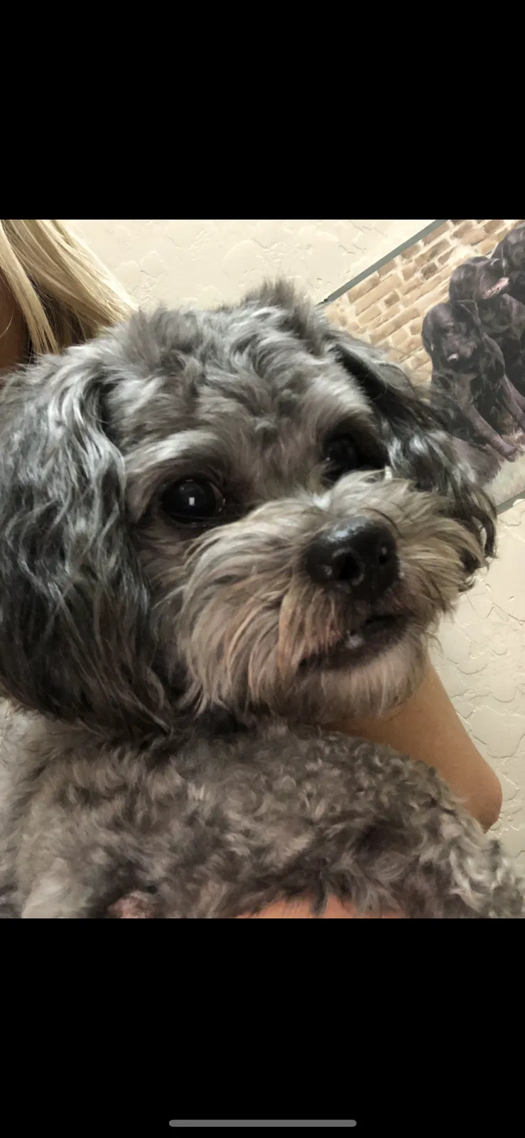 Lost dog in Queen Creek, AZ, 85142
