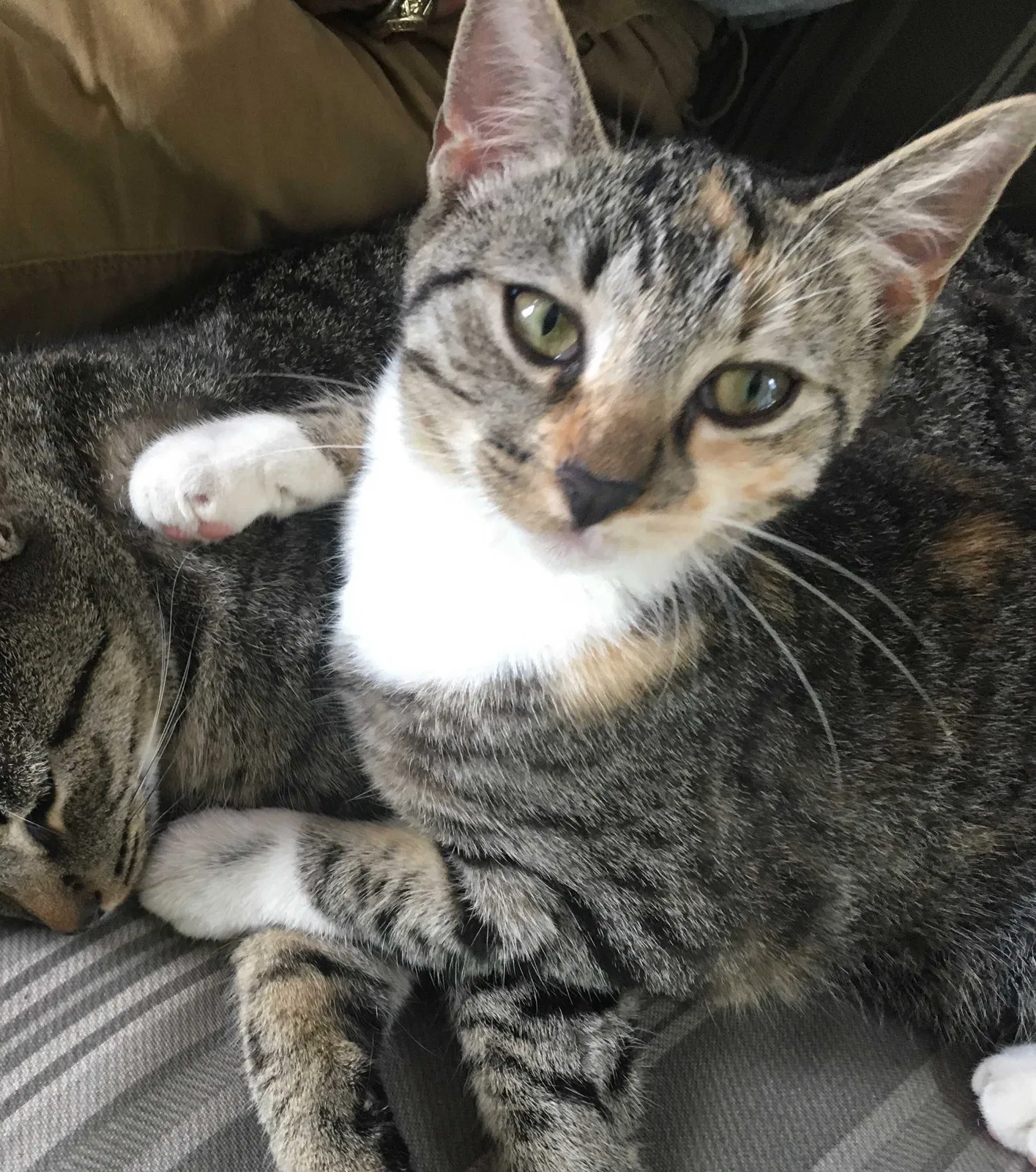 Lost cat in Sale City, GA, 31784