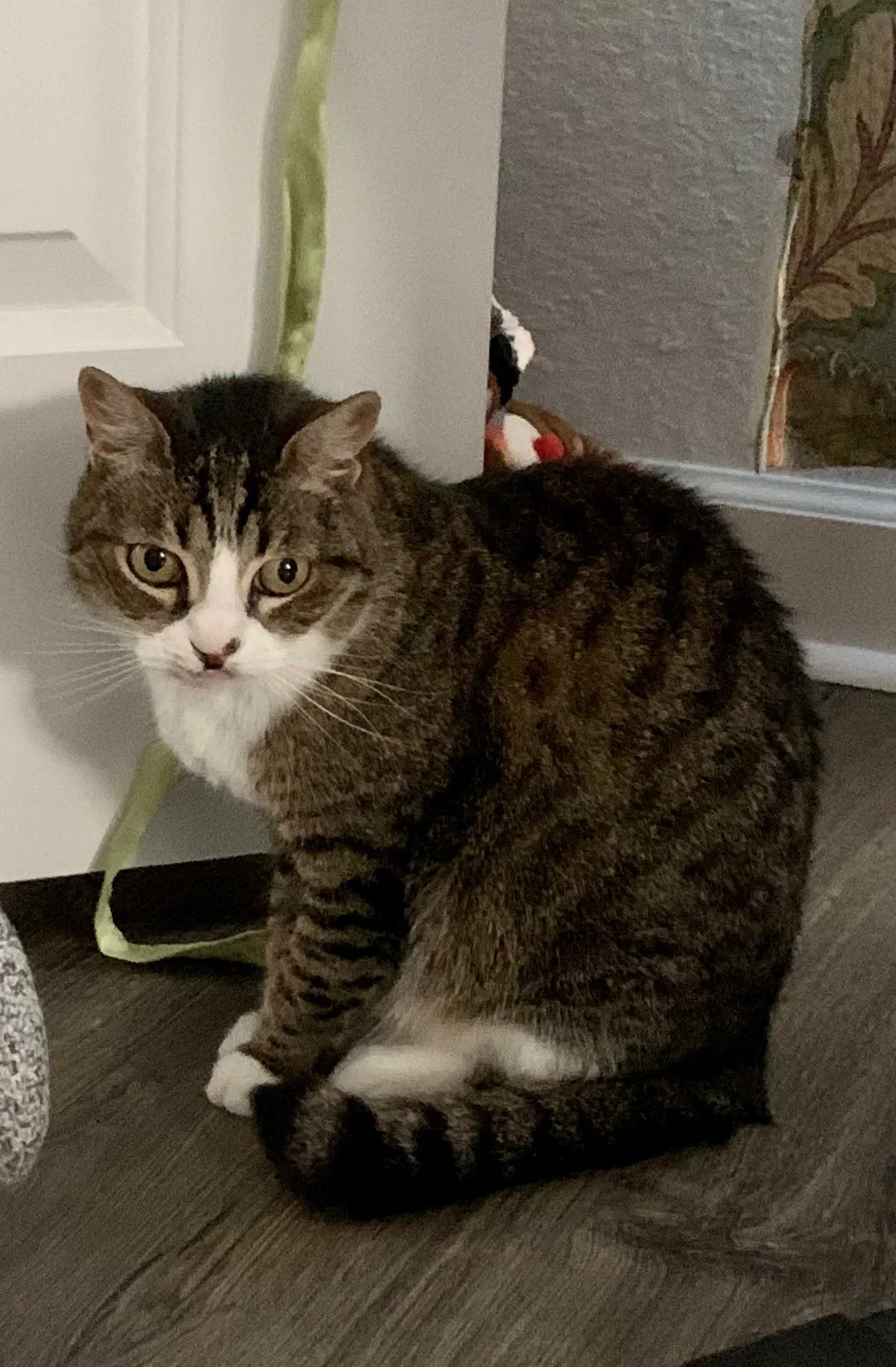 Lost cat in Norfolk, VA, 23513
