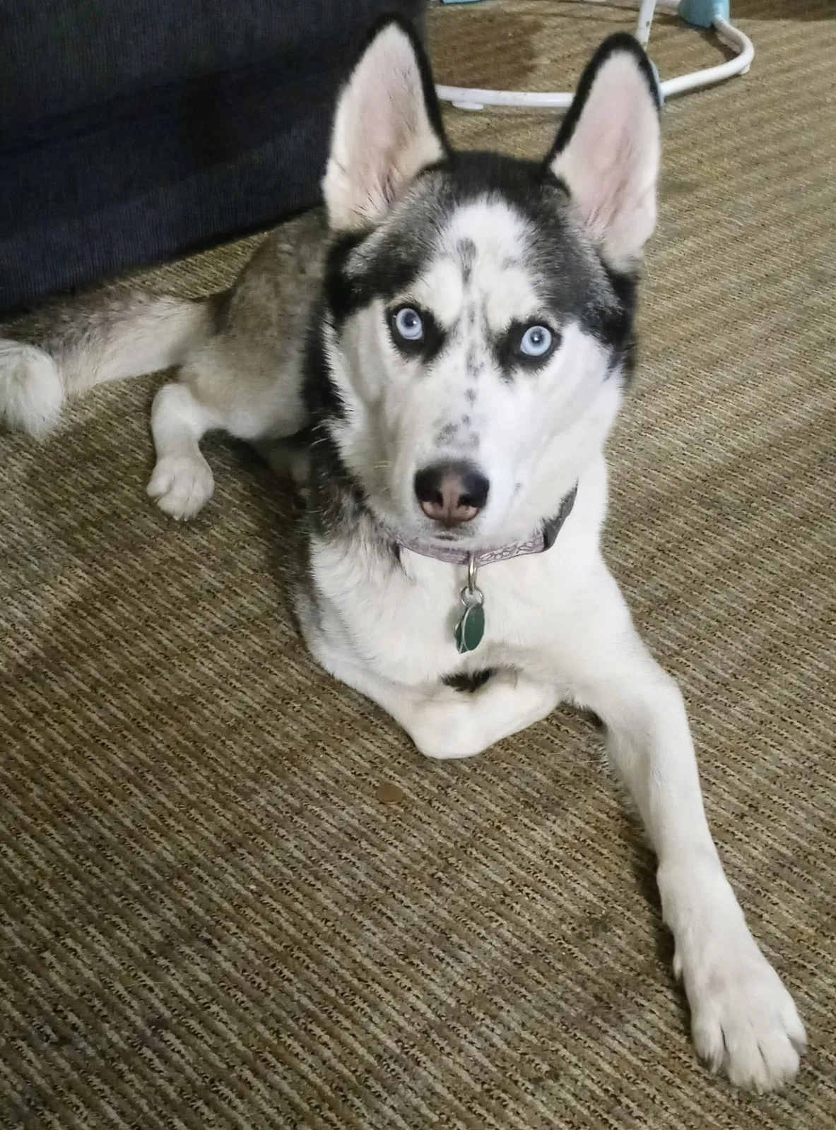 Lost dog in Toledo, OH, 43605