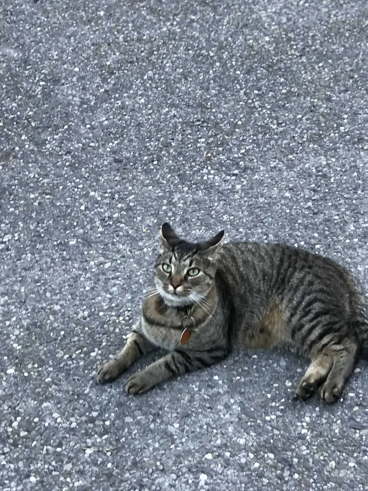 Lost cat in Bellaire, OH, 43906