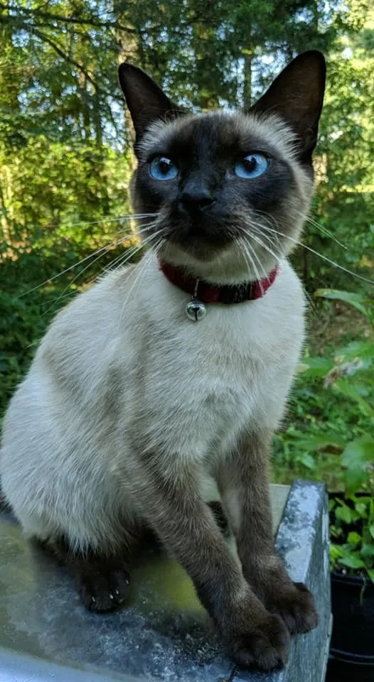 Lost cat in Braxton, MS, 39044