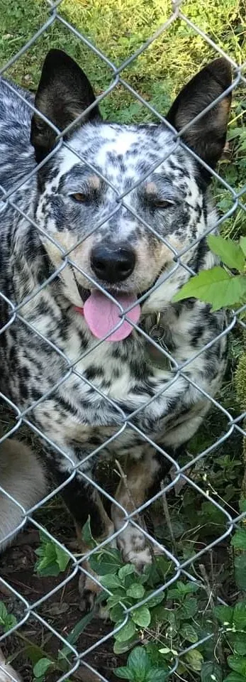 Lost dog in Steele, AL, 35987