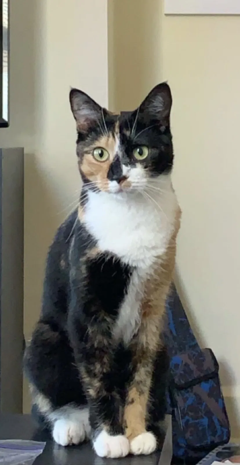 Lost cat in Muncie, IN, 47303