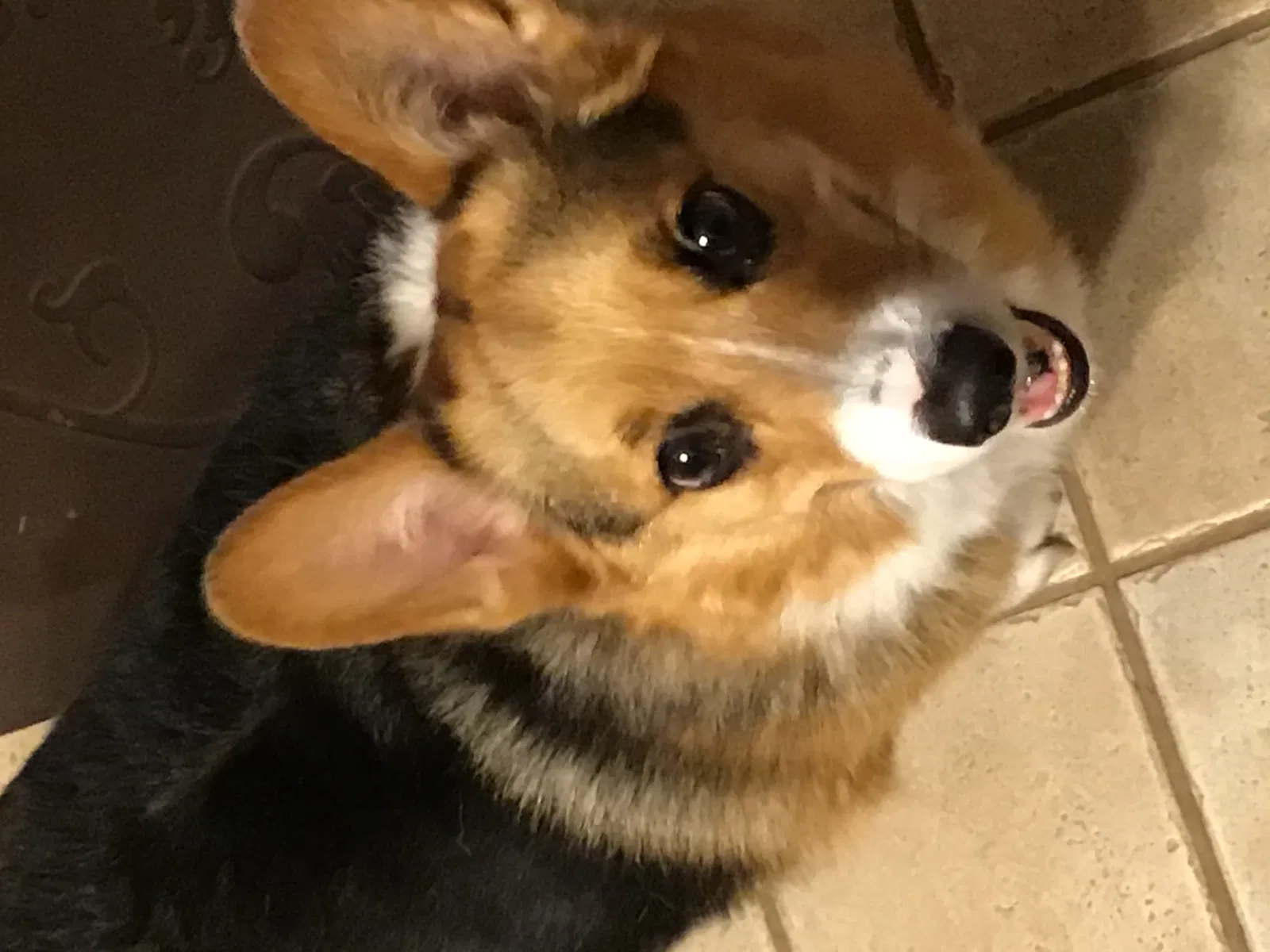 Lost dog in Tulsa, OK, 74135