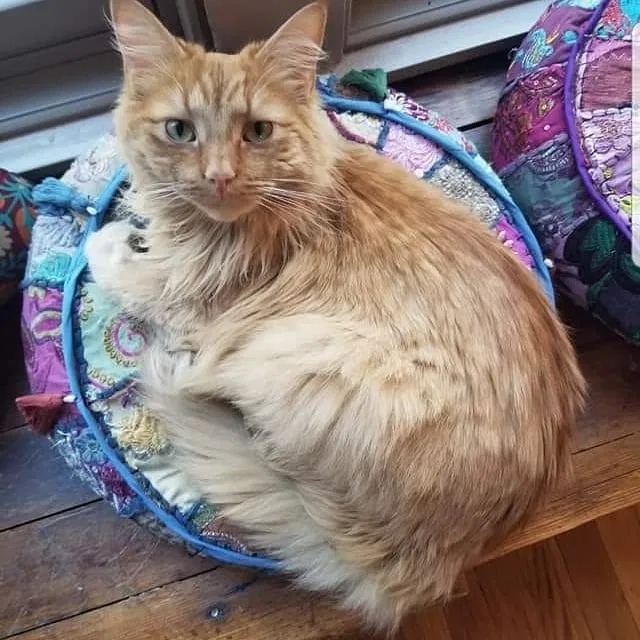 Lost cat in Flagstaff, AZ, 86001
