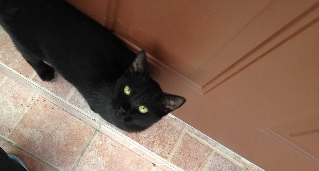 Lost cat in Miami, FL, 33193