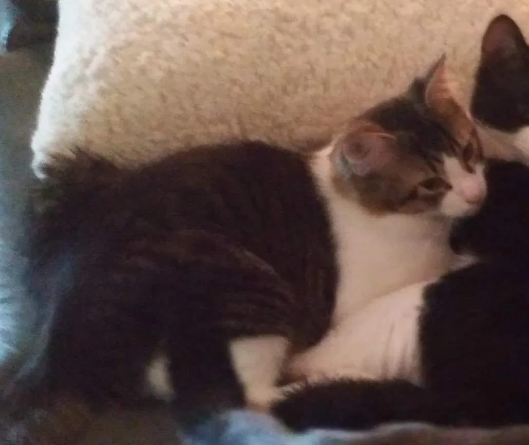 Lost cat in Tulsa, OK, 74107