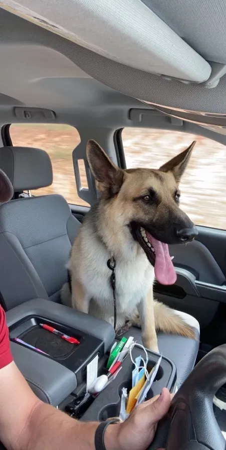 Lost dog in Sierra Vista, AZ, 85635