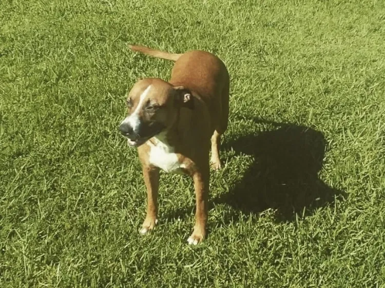 Lost dog in Auburndale, FL, 33823