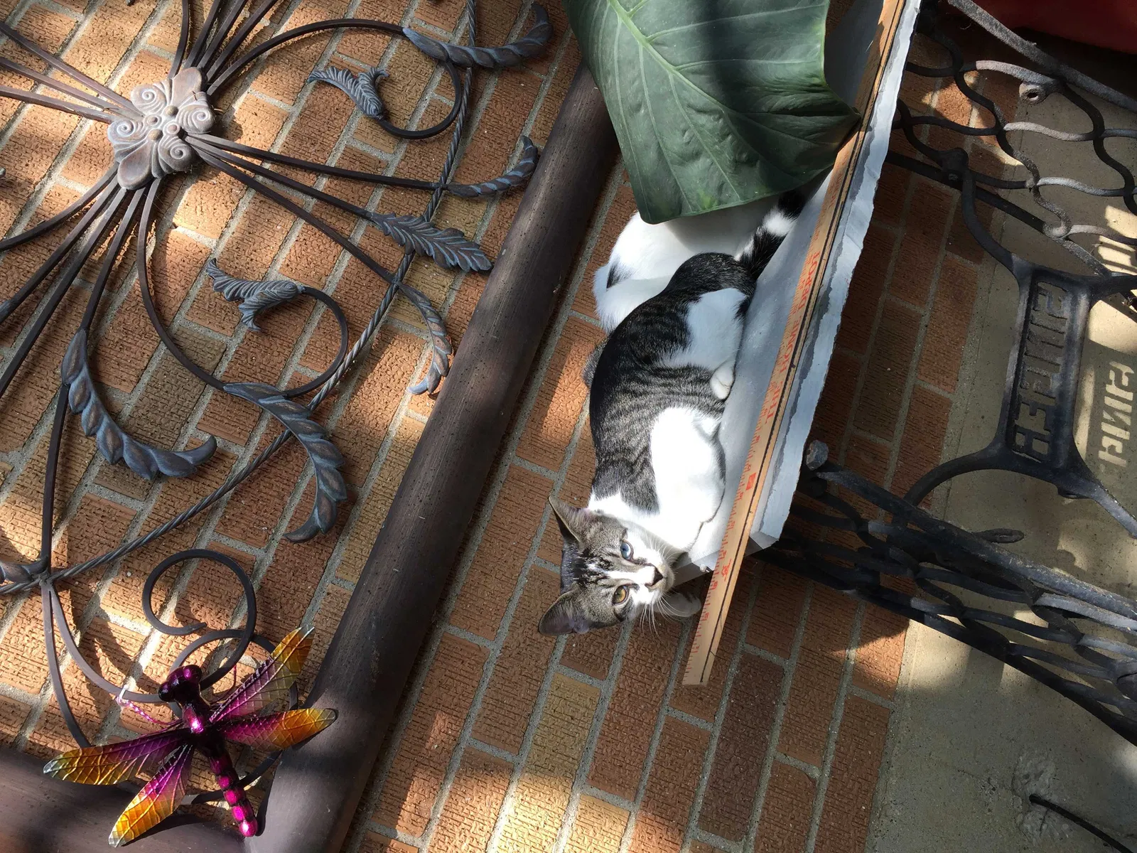 Lost cat in Bartlett, IL, 60103