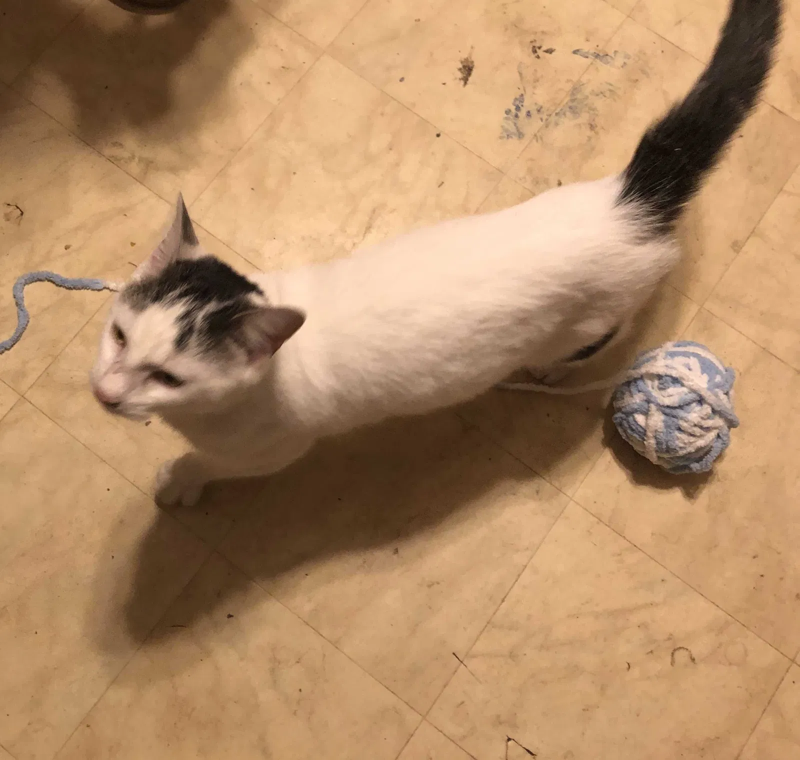 Found cat in Berkeley Springs, WV, 25411
